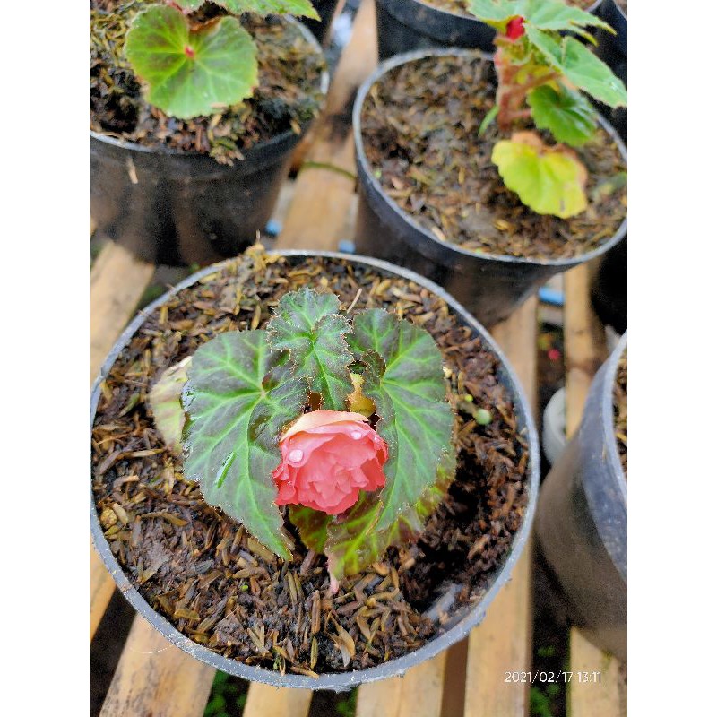 Begonia mawar merah/orange/pink