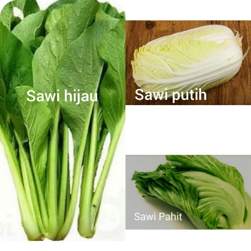 

sawi putih, sawi hijau, sawi pahit(chinese mustard)