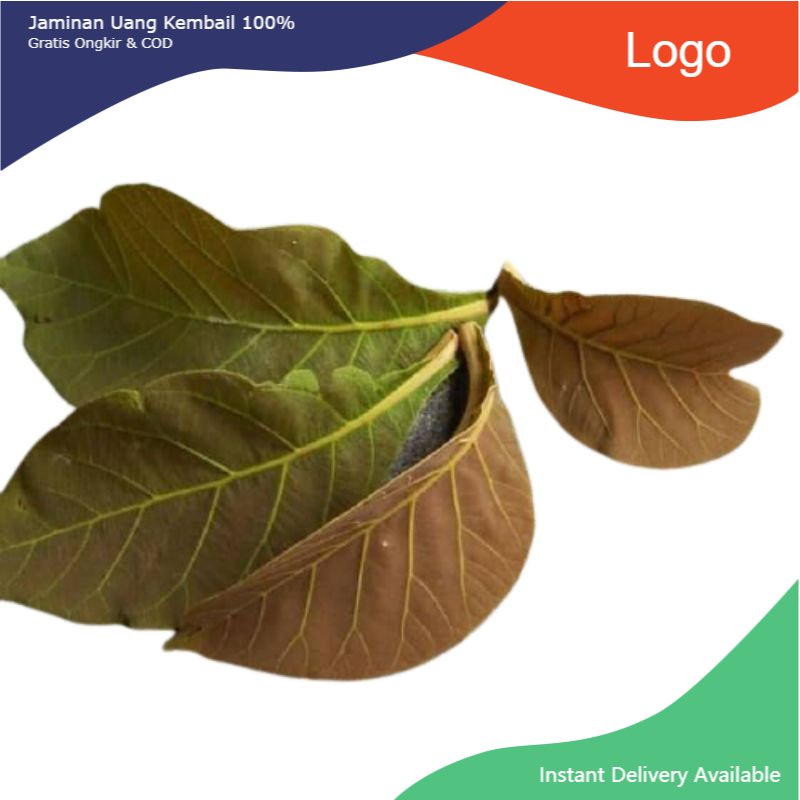 

Promo Daun pohon jati segar 1kg non pestisida siap petik ke kebun