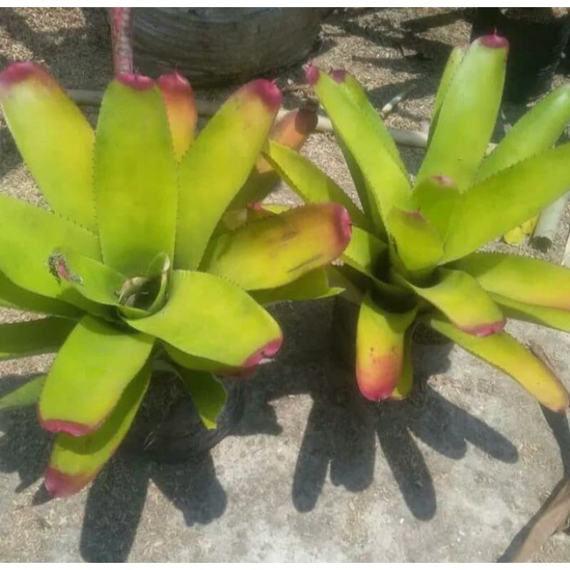 Tanaman hias bromelia kitek hijau