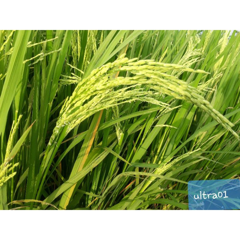 Benih Padi Unggul Ultra_01