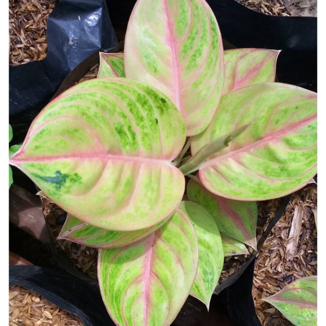 Aglonema Golden siam