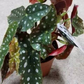 TANAMAN HIAS BEGONIA MACULATA POLKADOT ANGEL WING DOT 