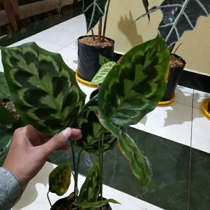 tanaman hias Calathea veitchiana