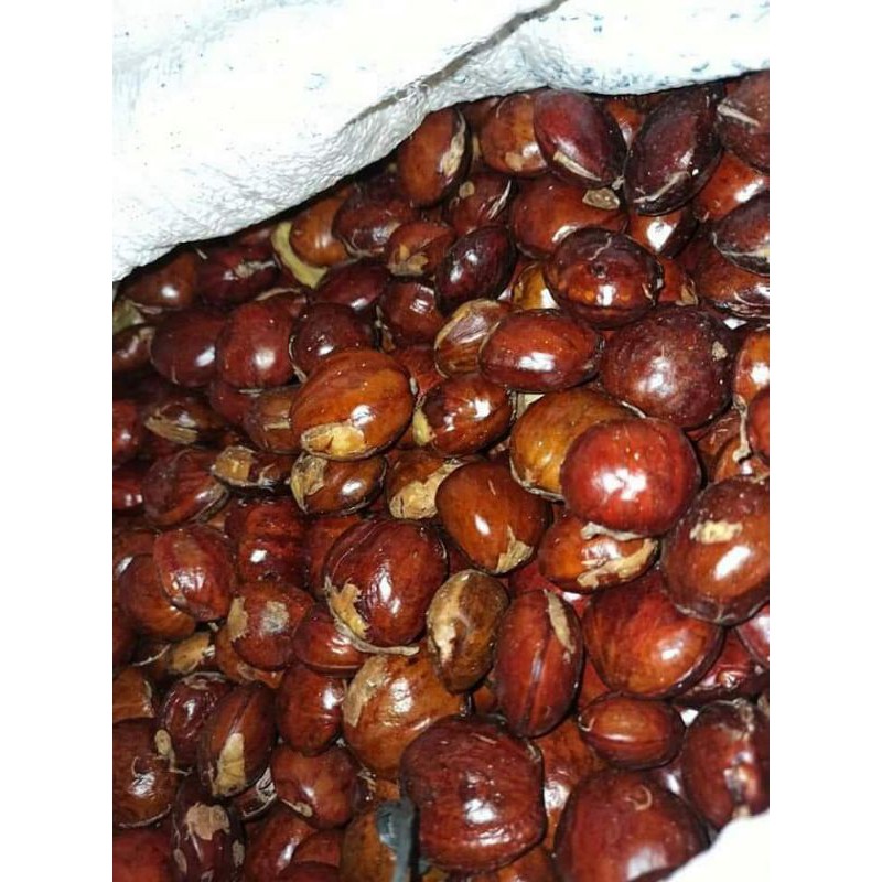 

1kg Jengkol/Jering khusus buat pembibitan