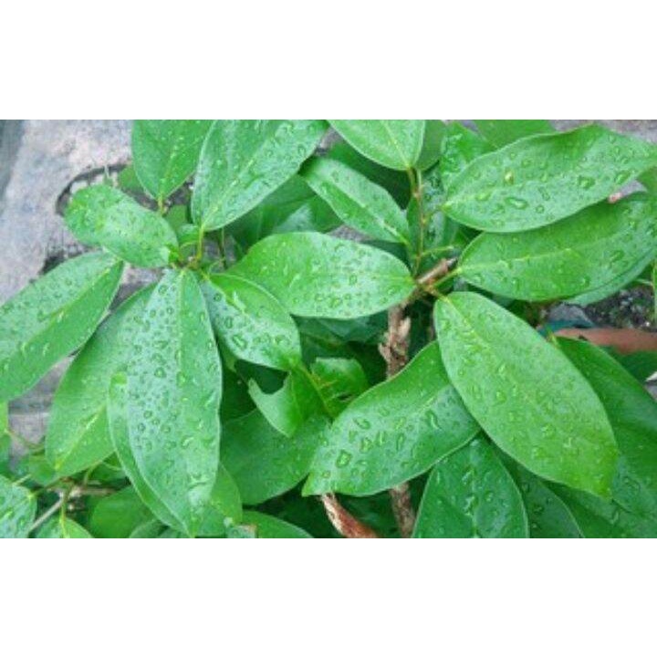 daun cincau hijau segar per 1kg langsung petik Herbal alami Murah Obat herbal alami murah asli dari kampung