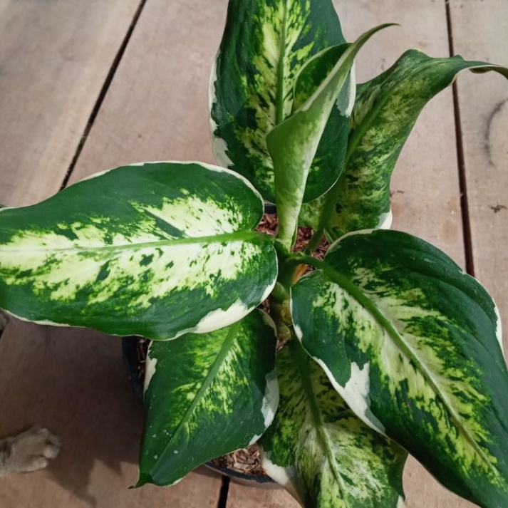 AGLONEMA LUKISAN CINTA MURAH/ AGLONEMA DIVEN MAWAR/AGLONEMA DIVEN VARIGATA/AGLONEMA GIVEN MURAH