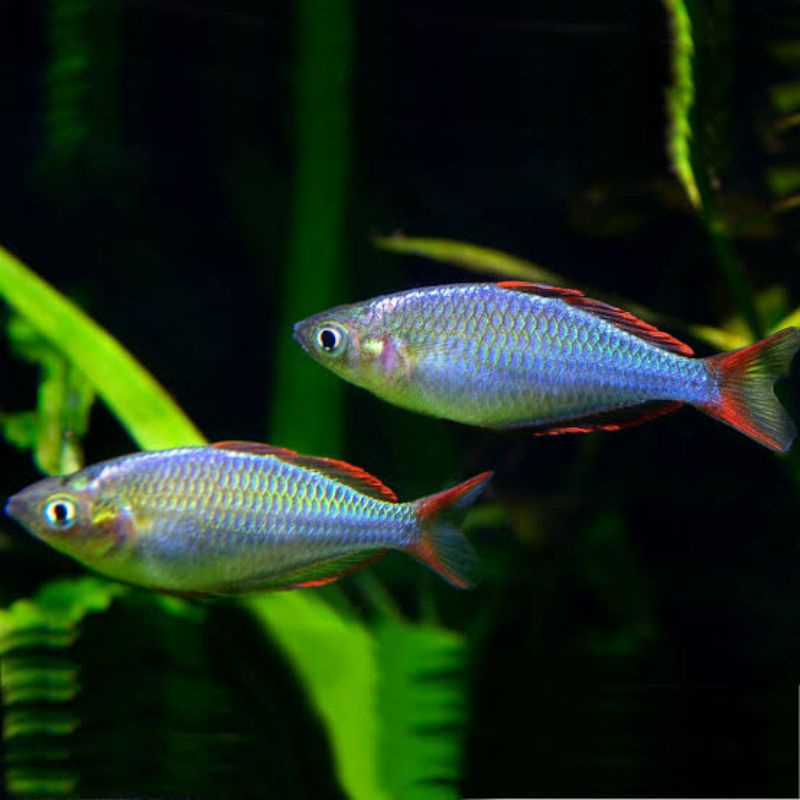 Ikan Hias Rainbow Peacock Aquascape Aquarium