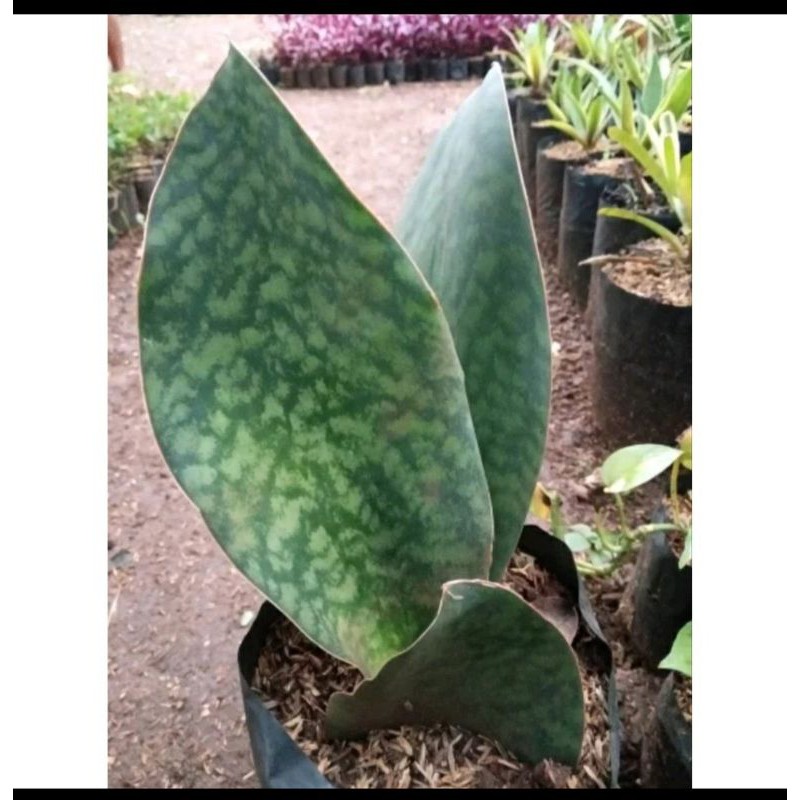 Tanaman Hias Hidup Senivera Hijau Daun Besar/Senivera