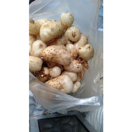 

umbi gembili