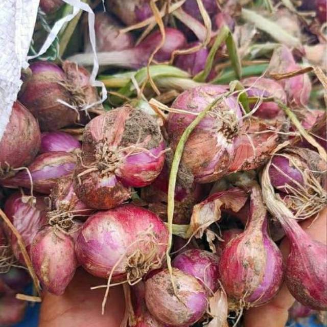

Bawang Merah
