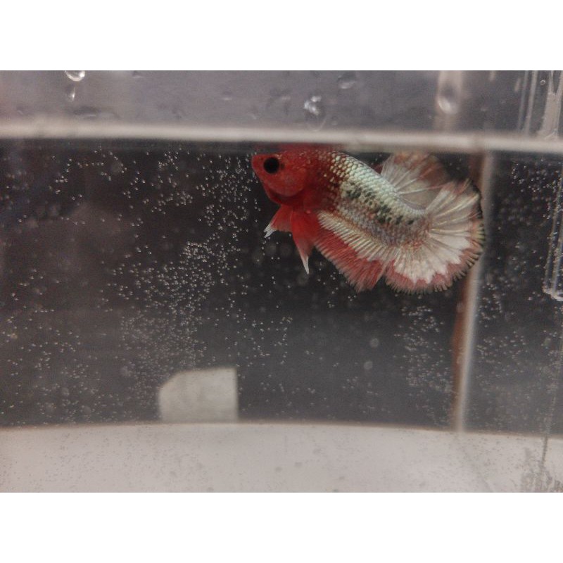 FCCP ARMY OREN HEAD GOOD FORM