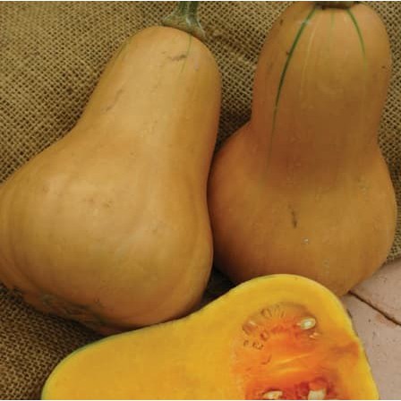 1 Benih Labu Madu (Butternut Squash) Hawk F1