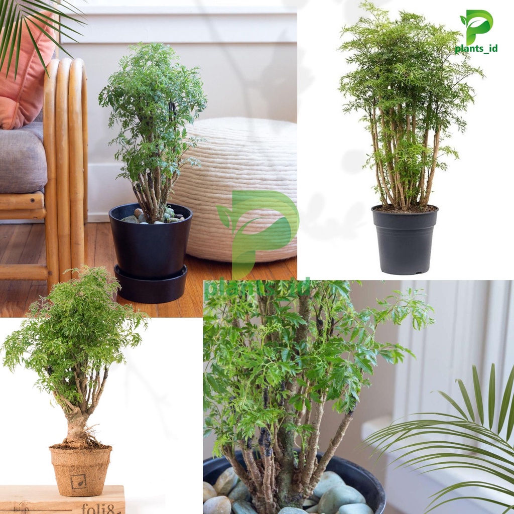 Bibit Stek Kedongdong Laut Stek Batang Kedongdong Pagar Bibit Stek Kedongdong Cina  Bibit Stek Daun 