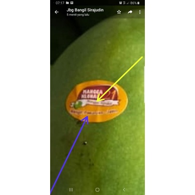 

Mangga Clonal (Alpukat)