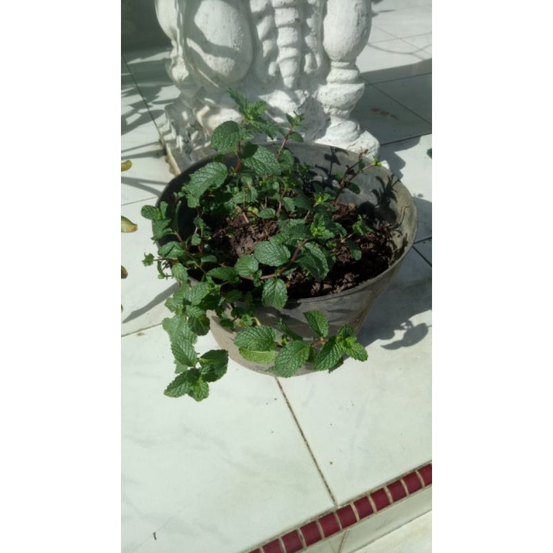 

Daun mint