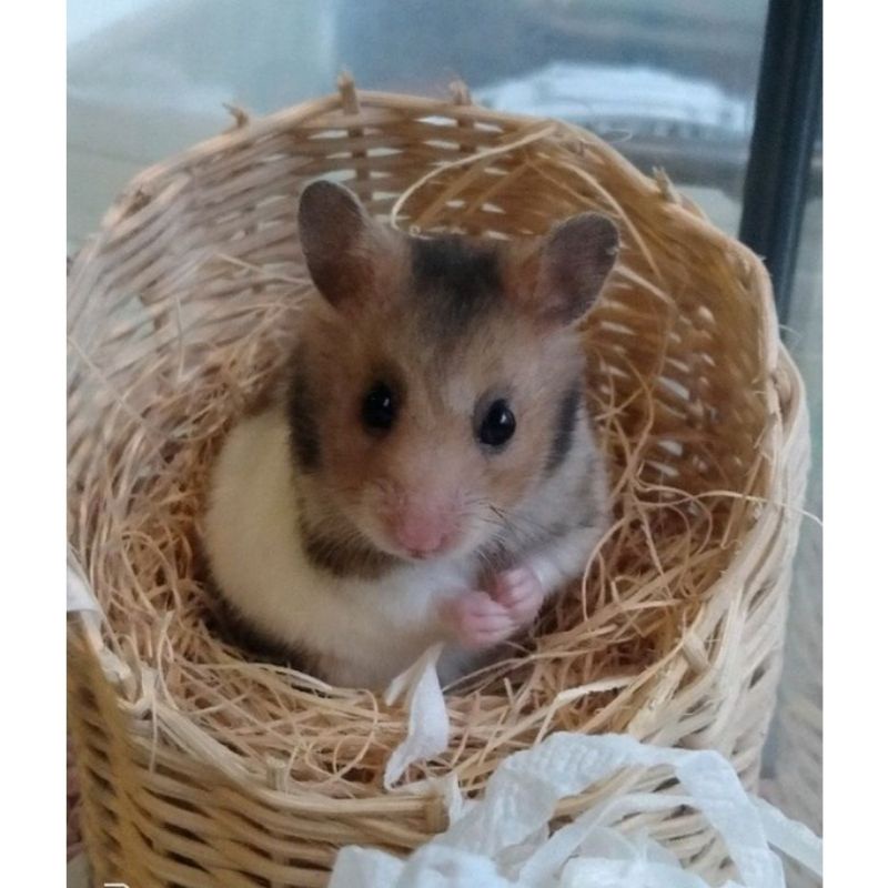 Rumah Hamster Hideout Hamster Kandang Hamster Tempat Tidur Hamster Anyaman Rotan