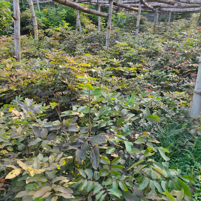 bibit kelengkeng merah 1 meter original