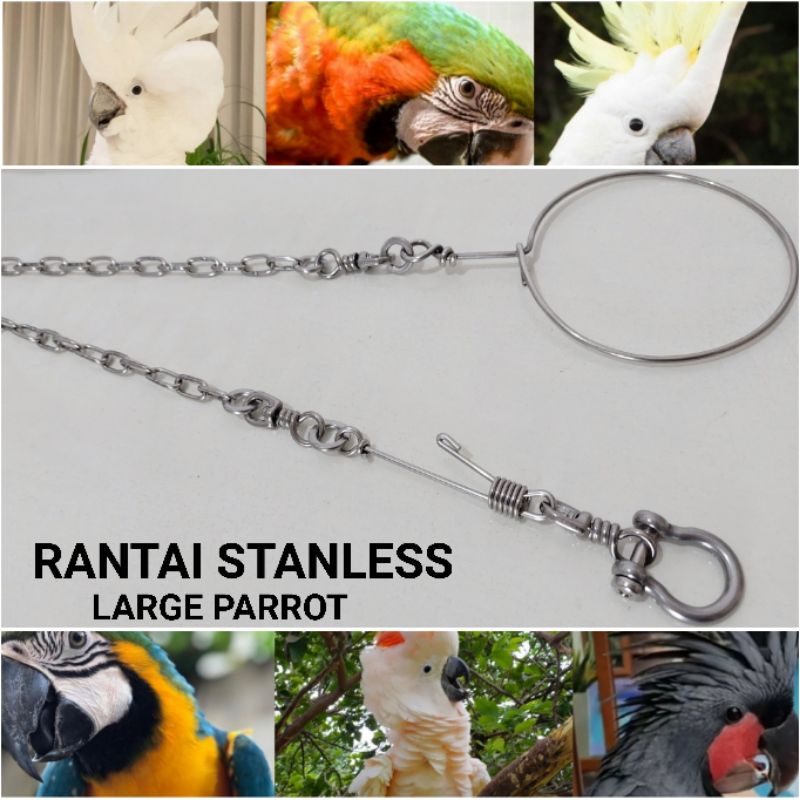 Rantai Macaw Kakatua Triton Mollucan Ring Omega