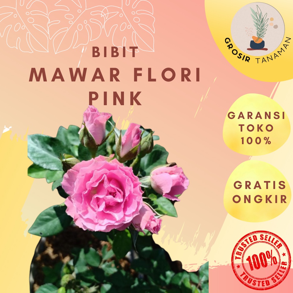 Tanaman Hias Hidup Bibit Bunga Mawar Floribunda Pink Kondisi Sudah Berbunga