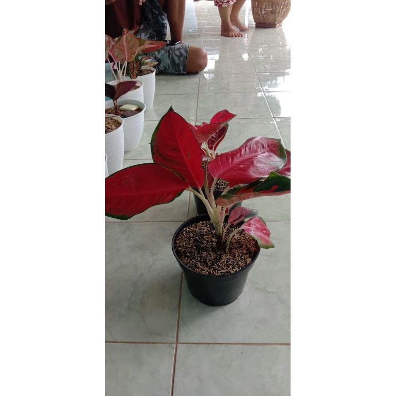 bonggolan aglonema suksom jaipong