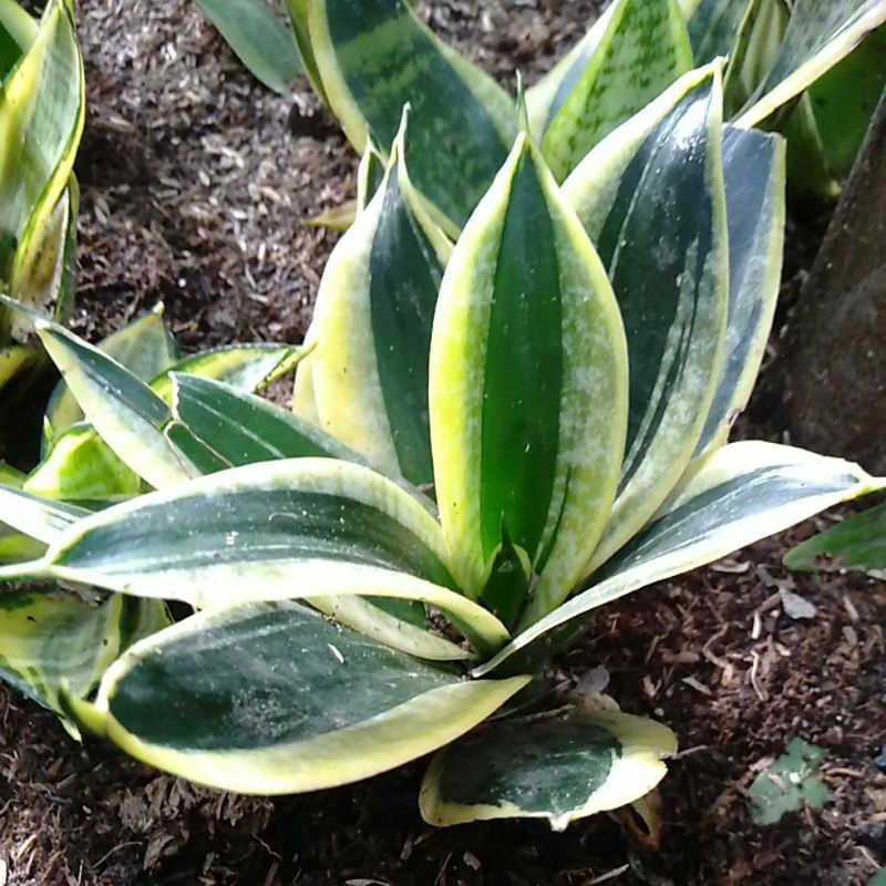 Sansivera Pagoda Sansivera Mini Sansiviera Pagoda Sansiviera Mini Lidah Mertua Sansivera Lidah Mertu