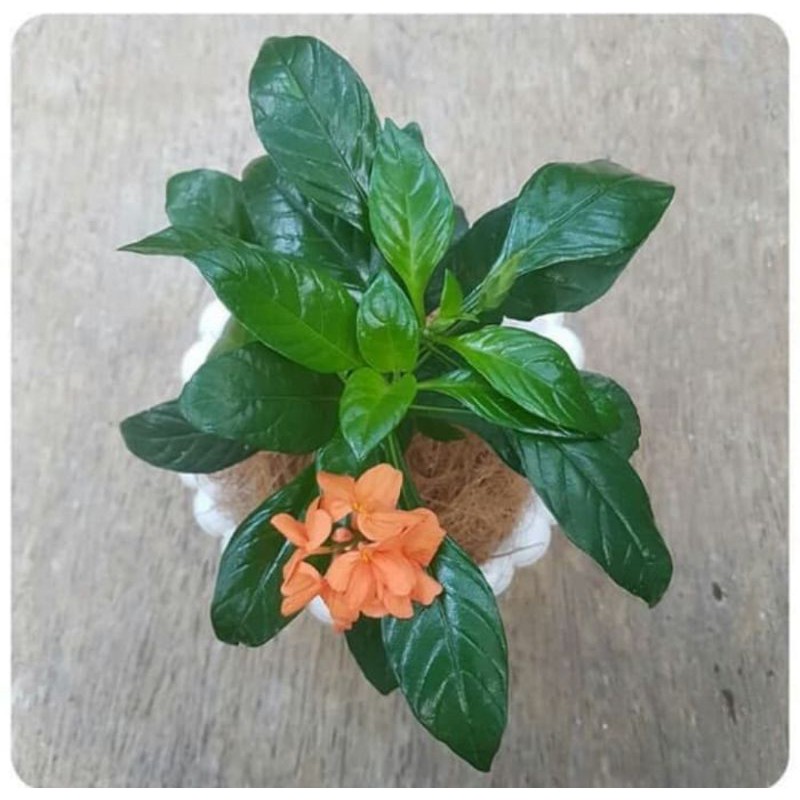 tanaman hias crosandra - pohon cosandra - pohon hias