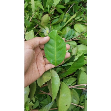 

Daun salam 100 gram, masih segar