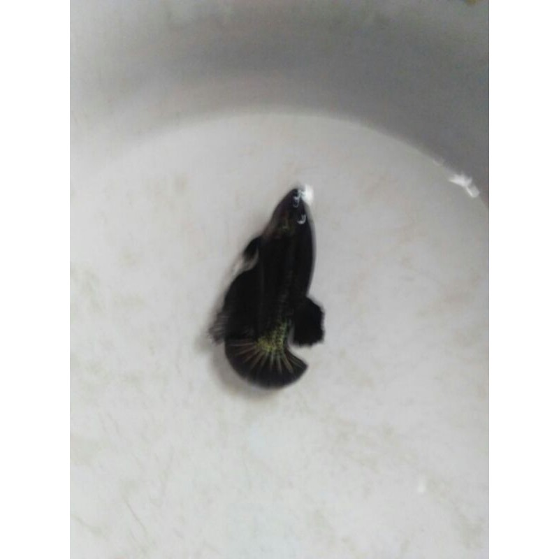 Ikan Cupang Avatar Gold/Black Galaxi Gold