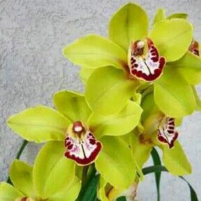 Anggrek ROSEUM green