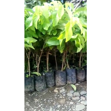 Bibit srikaya jumbo okulasi 60 cm // srikaya jumbo cepat berbuah // srikaya