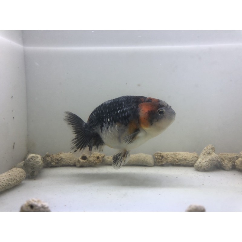Ikan Mas Koki Ranchu Kirin