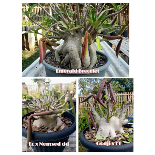 Benih Biji Adenium Godji x Emerald Tank