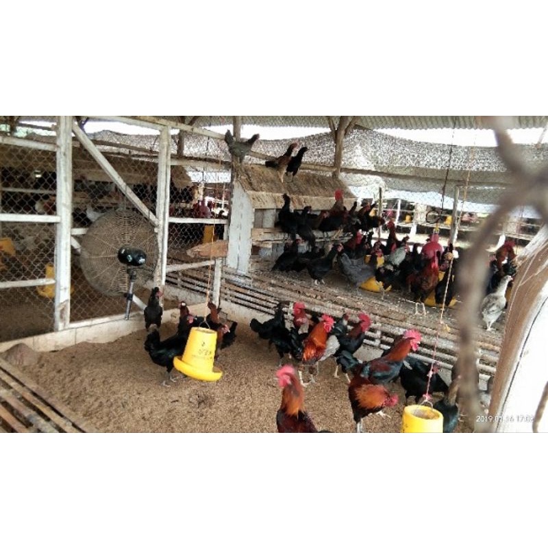 

TELUR AYAM KUB 2 SIAP DI TETASKAN