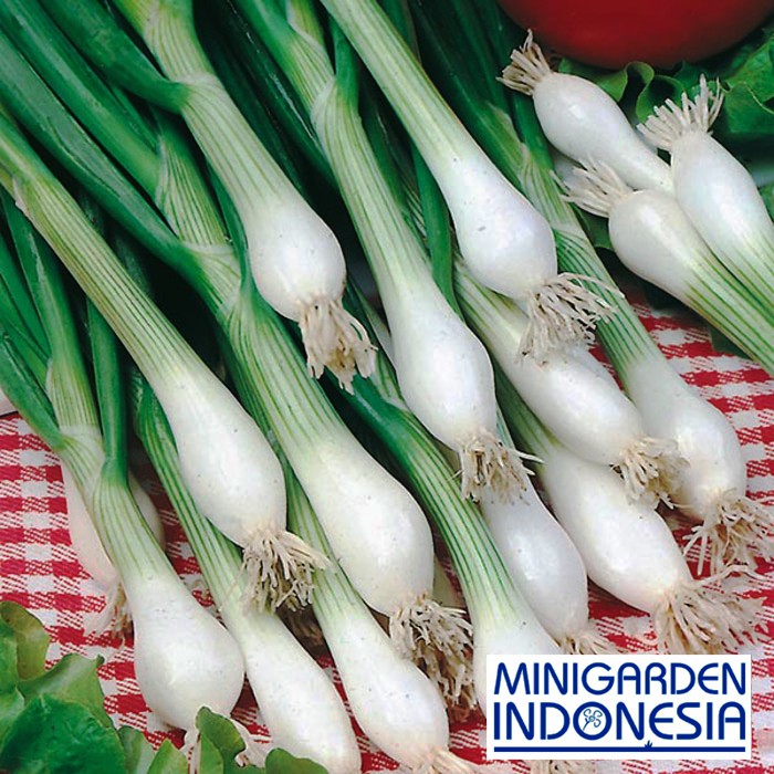 Benih herbal ONION WHITE LISBON 25 BIJI bibit sayur daun bawang import F1 Mr. Fothergills