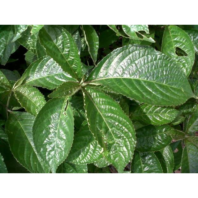 

Daun Keji Beling Pecah Beling Segar 100 gram