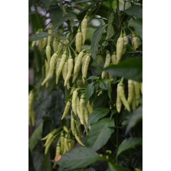 

cabe shypoon (tag cabai sipon shipon)