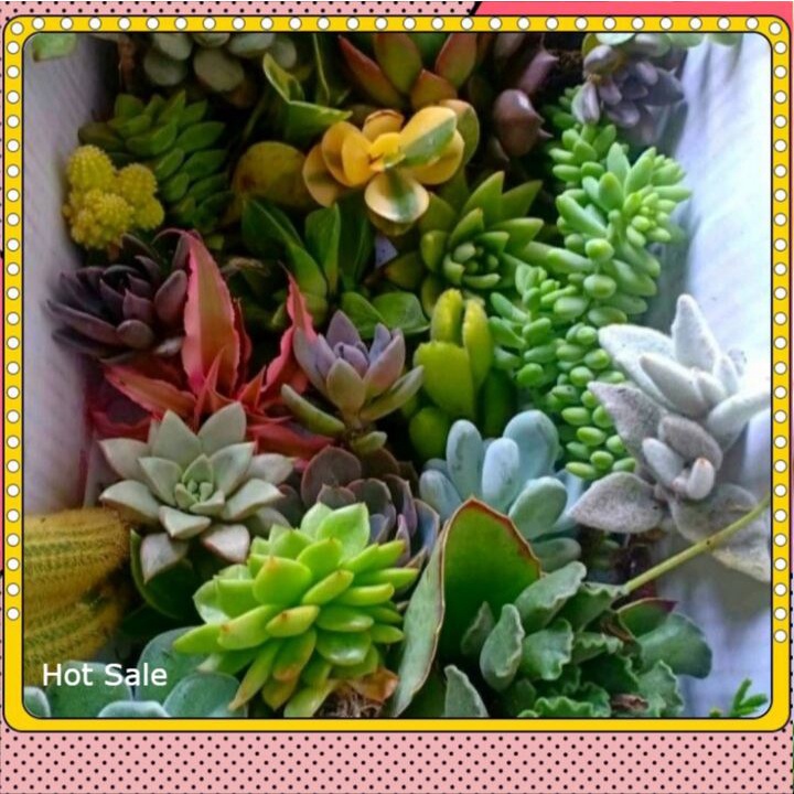 Paket 15 pcs tanaman hias hidup kaktus sekulent sukulen scullent