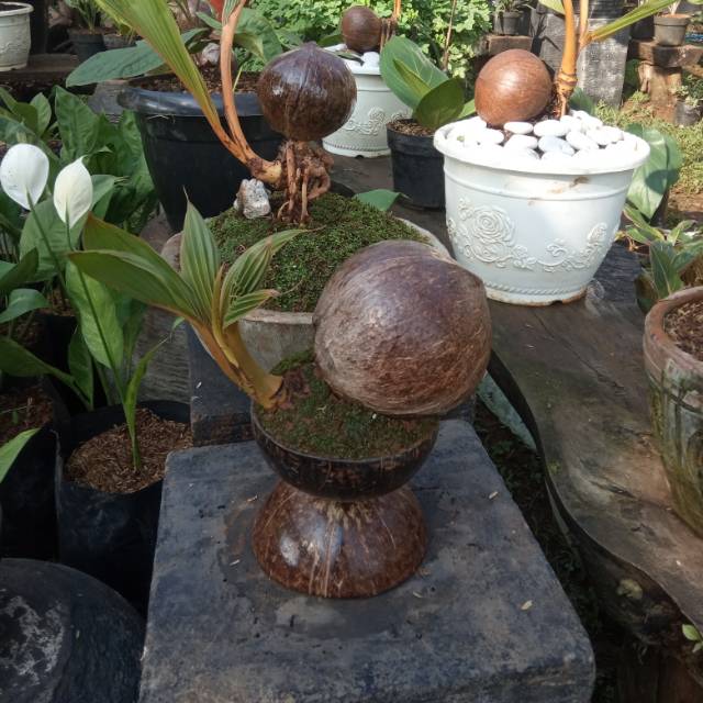 Pohon kelapa bonsai kelapa bonsai