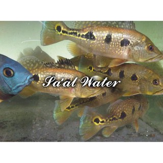 Ikan Peacock Bass / Ikan Predator . | Shopee Indonesia