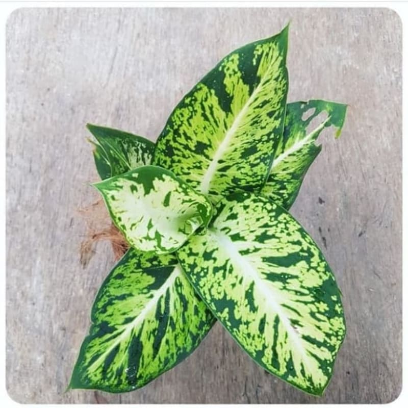 Tanaman Hias Aglonema Tutul - Dieffenbachia