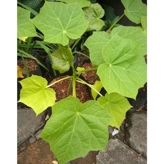 Pohon obat - Tanaman Jarak - Pohon jarak