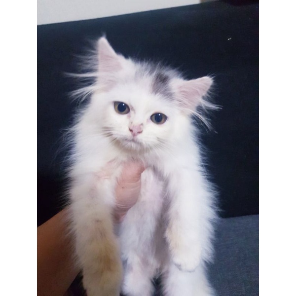 Kucing Persia Anggora Jantan Putih 3 bulan