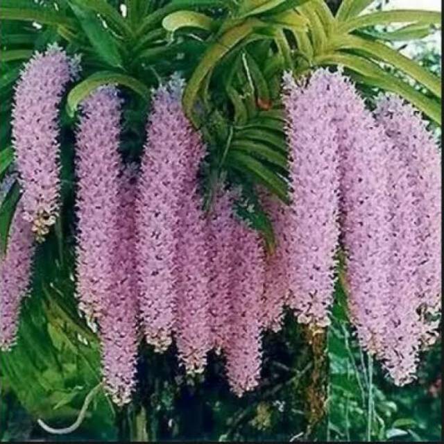 Anggrek Rhyncostylis Retusa | Retusa Ekor Tupai | Anggrek Bunga Cantik