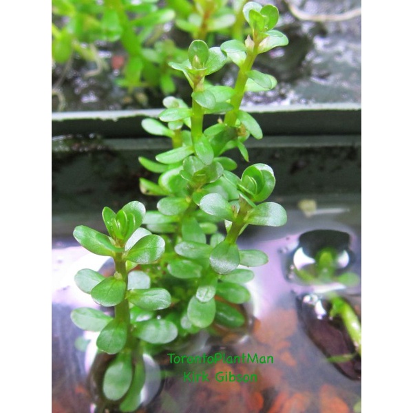 Rotala Bonsai Green  ( Tanaman Aquascape )