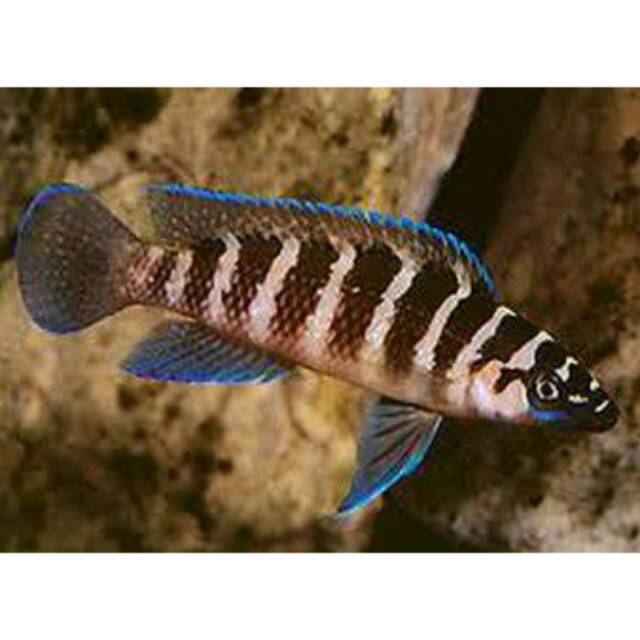 Neolamprologus Cylindricus Cichlid Lake Tanganyika