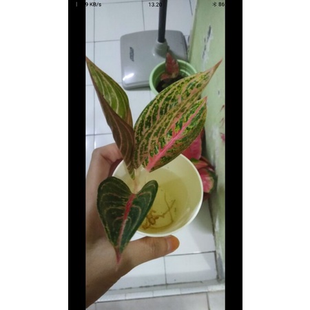 Paket 15 aglonema widuri -Aglonema widuri-Widuri-Spesial sellee-Aglonema widuri-WIDURI-Widuri aglo