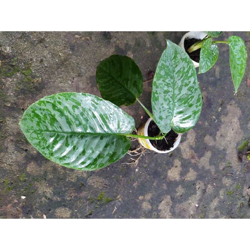 Schismatoglottis army kalimantan