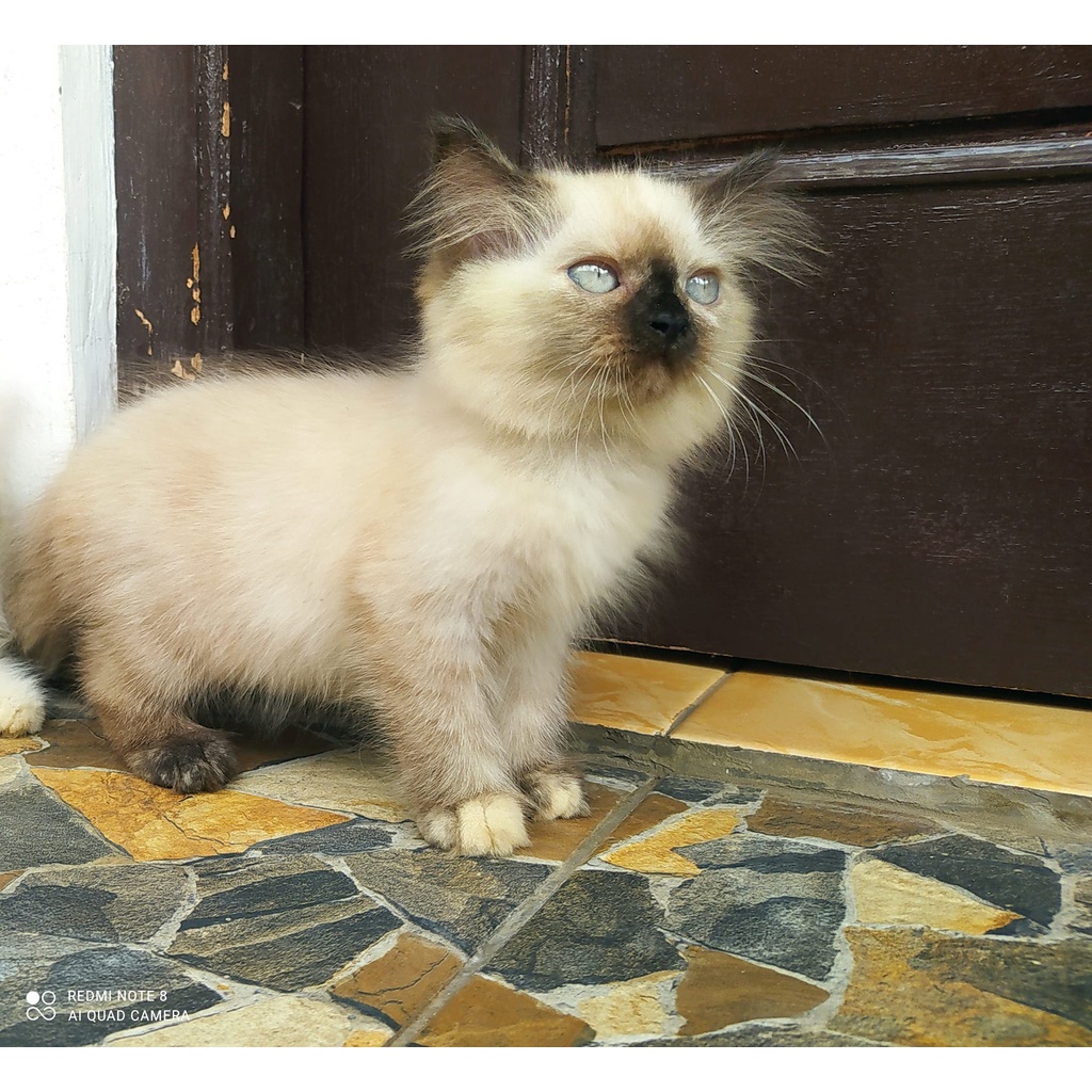 kucing kitten himalaya