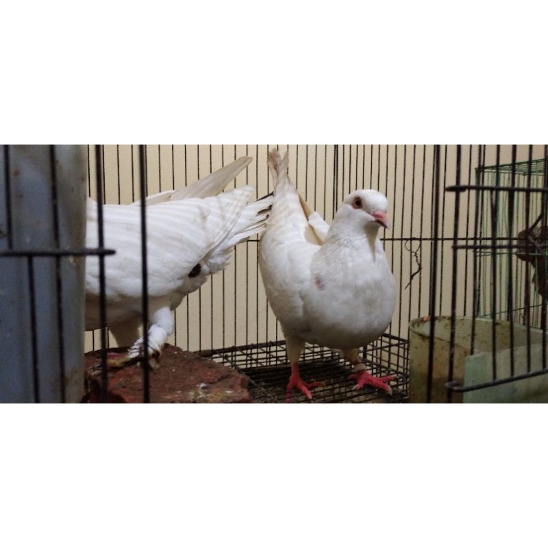 merpati Endemik Indonesia Jambul Putih (dapet Sepasang) (bonus beras merah)